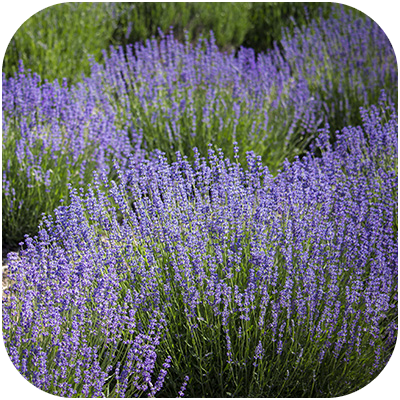 ハーブガーデン