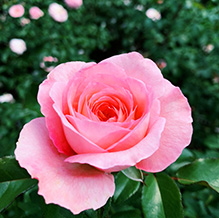 ガーデンの秋バラが見ごろを迎えています。フォトコンテスト(秋の部)を募集中です。あなたの気に入った1枚をぜひ投稿ください