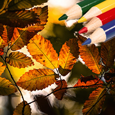 庭のフォトコンテスト(秋の部)受付中